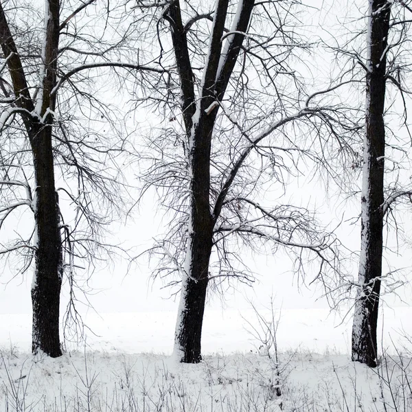 हिवाळ्यात झाडे — स्टॉक फोटो, इमेज