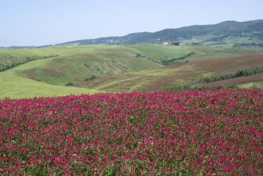 Toskana ilkbahar manzarası