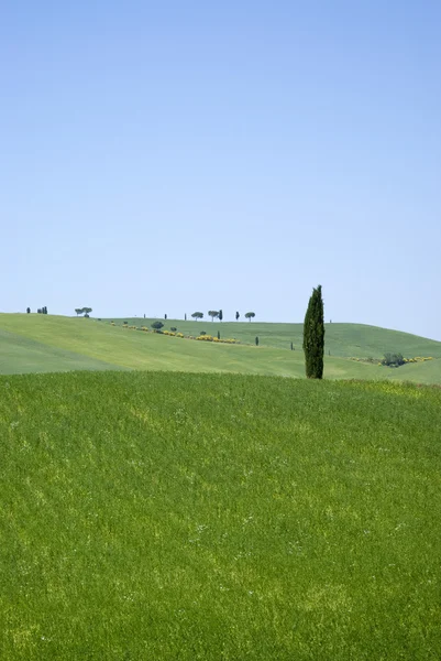 Rural landscape in Tuscany — Stock Photo, Image