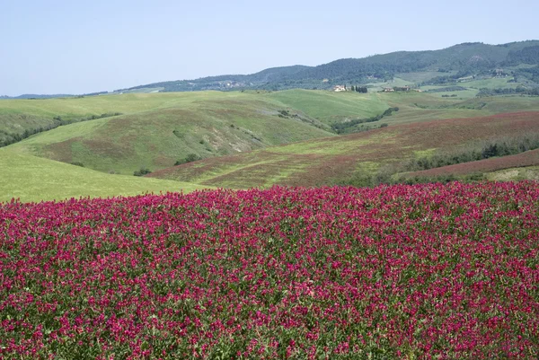 Tuscany spring landscape — Stock Photo, Image