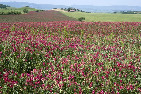 Paisaje de primavera Toscana — Foto de Stock