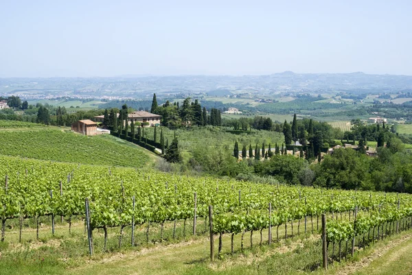 Brunello vines in Montalcino — Stock Photo, Image
