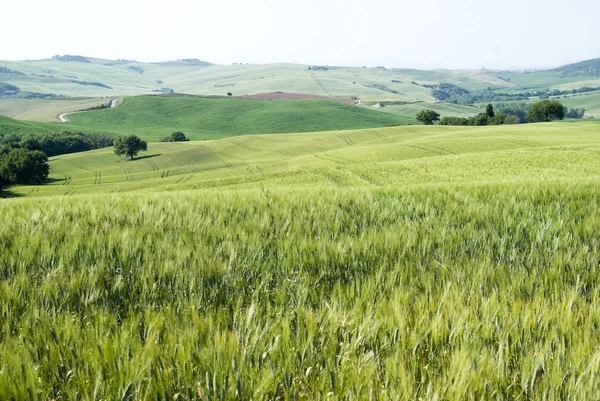 Campos de maíz — Foto de Stock