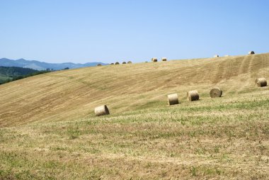 Saman biçilmiş bir alanda rulo