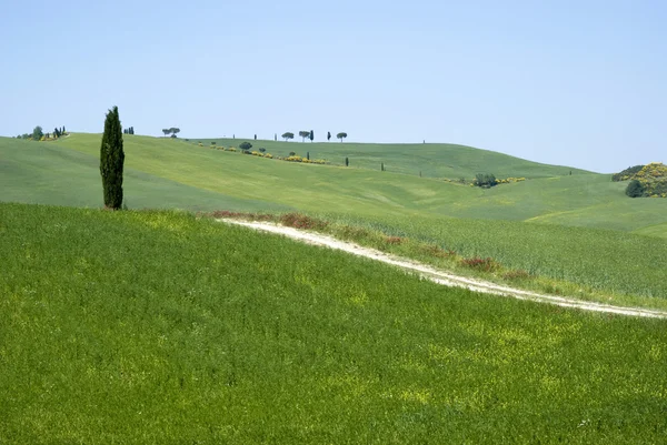 Paysage rural en Toscane — Photo