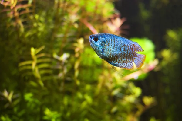 Gourami — Stockfoto