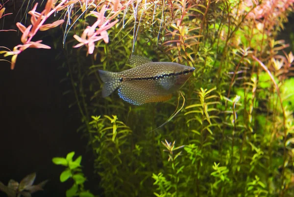 Gourami de perlas — Foto de Stock