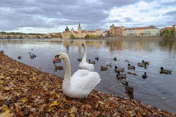 Swans and ducks swimming at Vltava River, Prague