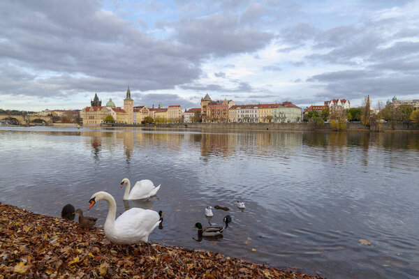 Swans and ducks swimming at Vltava River, Prague
