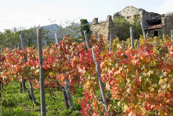 Vignoble en automne — Photo