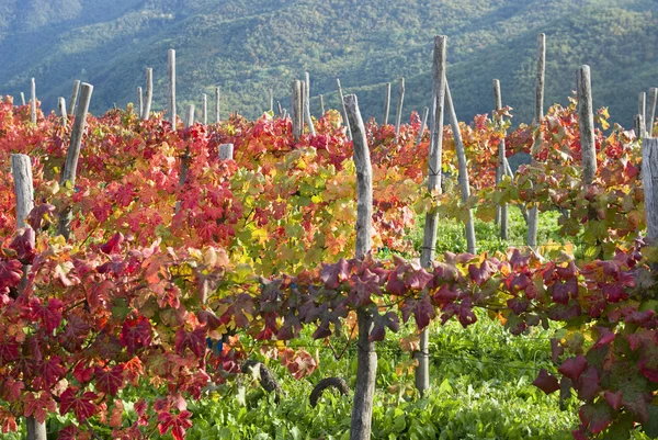 Weinrebe blättert im Herbst — Stockfoto
