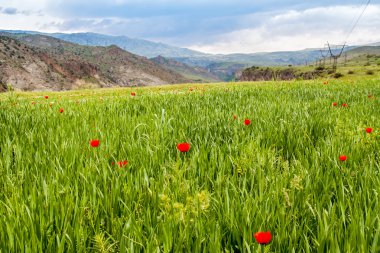 haşhaş bloom dağlarda