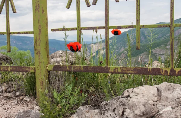 Las amapolas florecen en las montañas — Foto de Stock