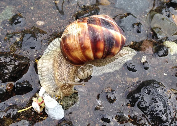 Snail in a puddle on the rocks — Stock Photo, Image