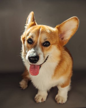 Galce Corgi Pembroke köpeğinin tam boy portresi. Stüdyoda gri arka planda dili çıkmış.