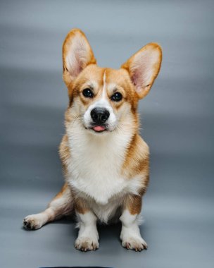 Galce Corgi Pembroke 'un tam boy portresi. Stüdyoda dili gri arka planda.