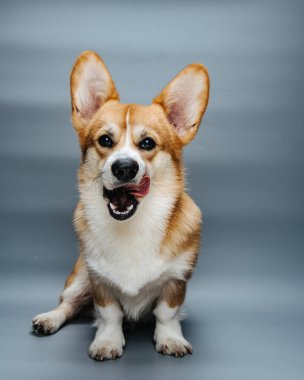 Stüdyonun gri arka planında Galli Corgi Pembroke köpeği yalıyor.