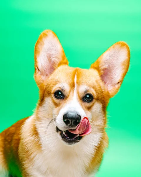 Primer Plano Retrato Perro Sentado Corgi Pembroke Galés Con Lengua — Foto de Stock