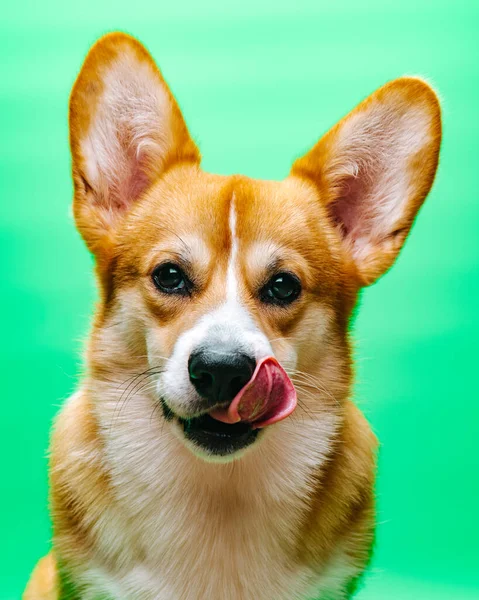 Primer Plano Retrato Perro Sentado Corgi Pembroke Galés Con Lengua — Foto de Stock