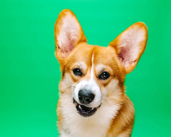 Primer Plano Retrato Perro Sentado Corgi Pembroke Galés Con Expresión — Foto de Stock