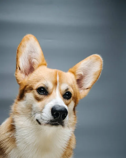 Portret Van Trieste Welsh Corgi Pembroke Hond Grijze Achtergrond Studio — Stockfoto