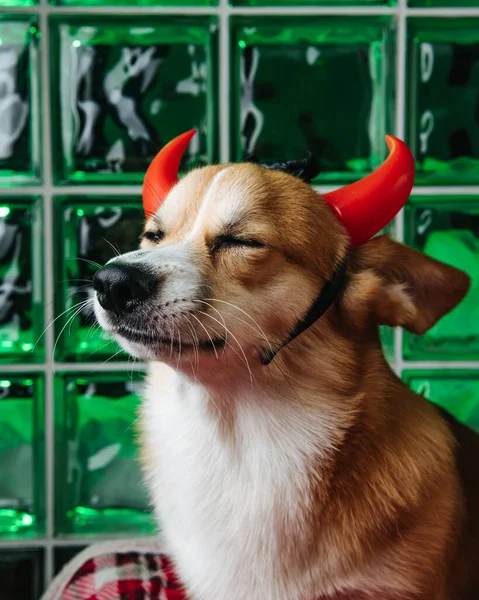 Corgi Pies Kostiumie Halloween Zielonym Tle Pies Rogami Diabła — Zdjęcie stockowe