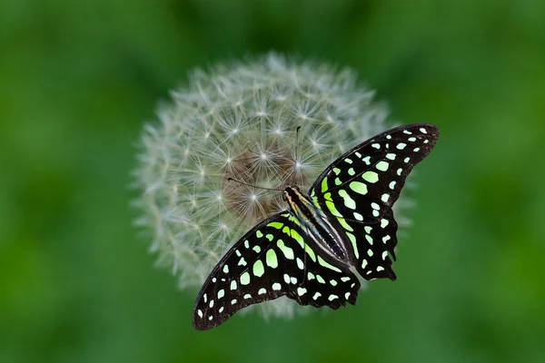 Motyl na mniszek lekarski — Zdjęcie stockowe