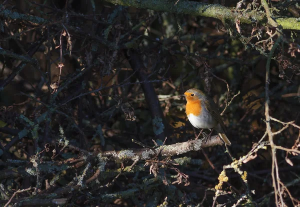 Robin — Stockfoto