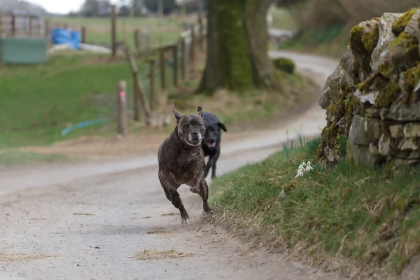 Running honden — Stockfoto