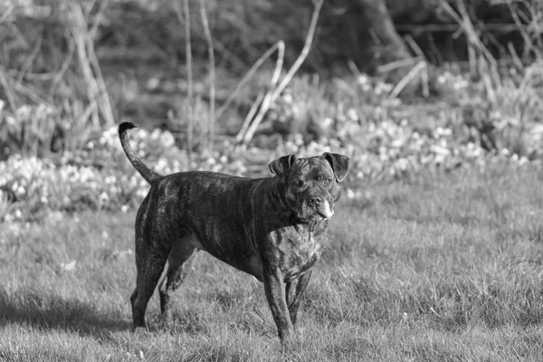 Staffordshire Bull Terrier — Stock fotografie