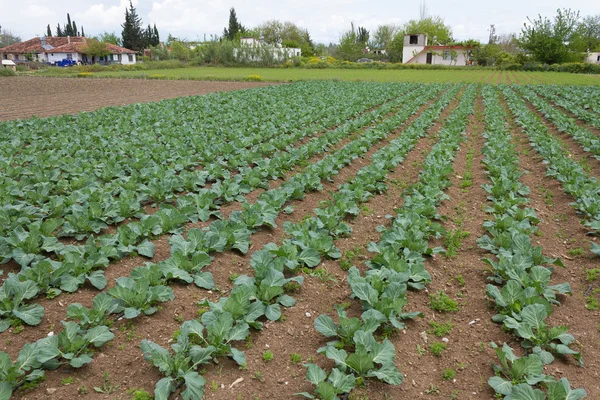 Campo di cavolo — Foto Stock