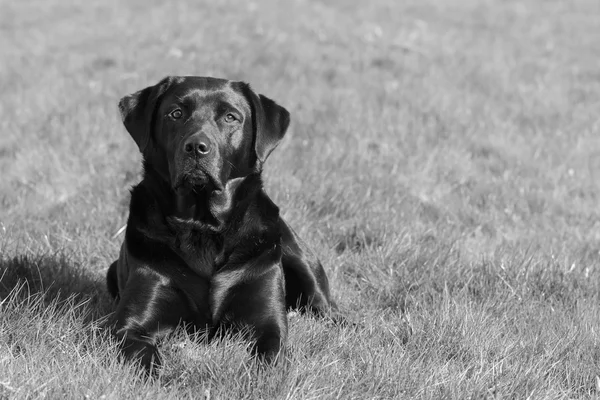 Black Labrador — Stock Photo, Image