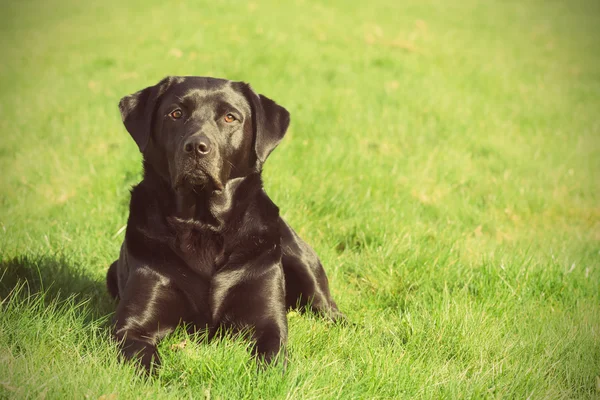 Labrador — Stock fotografie