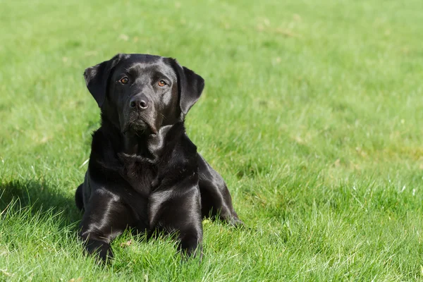 Labrador buitenshuis — Stockfoto