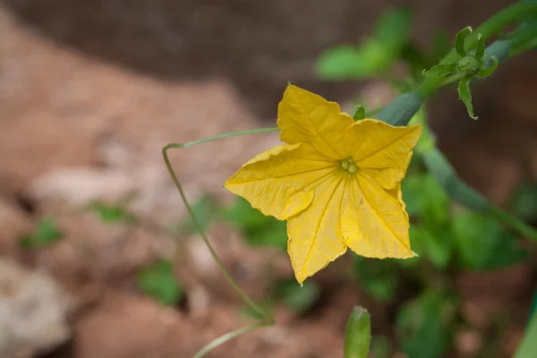 Flor de pepino — Foto de Stock