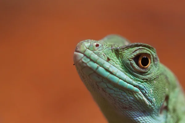 Čínský vodní drak — Stock fotografie