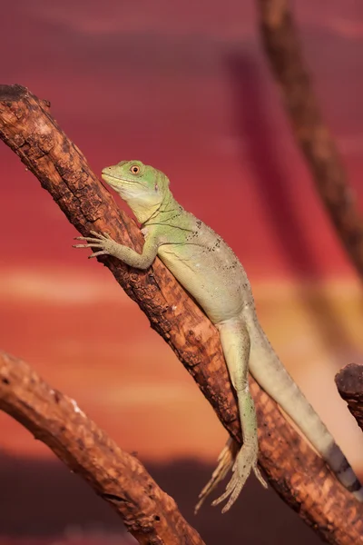 Kinesisk vanndrage – stockfoto