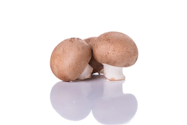 Funghi di castagno — Foto Stock
