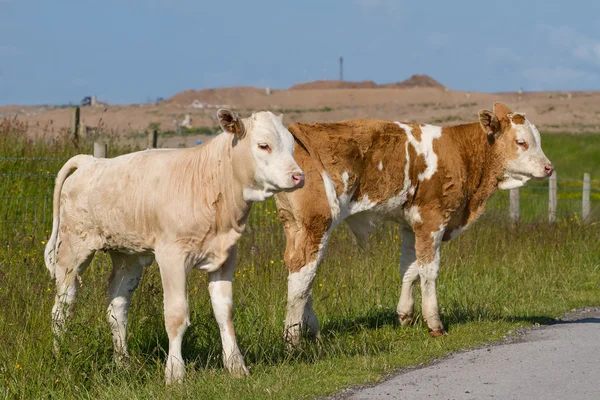 Calves — Stock Photo, Image