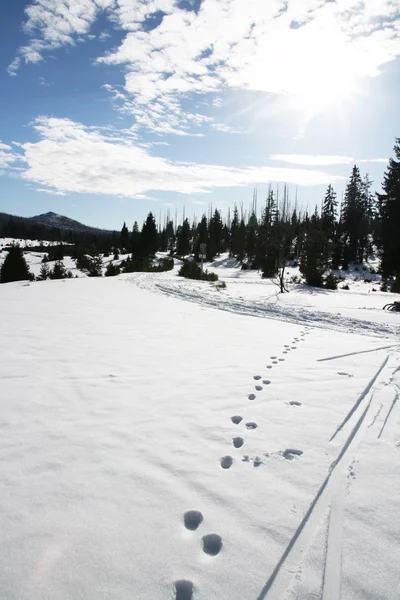 Ski track — Stock Photo, Image