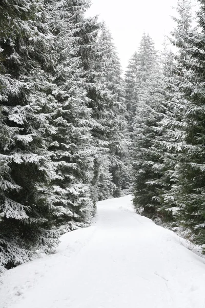 Winter tree — Stock Photo, Image