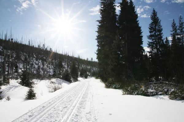 Winter sunny day — Stock Photo, Image