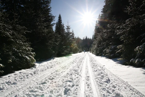 Winter sunny day — Stock Photo, Image