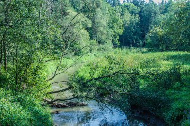 Ormandaki küçük nehrin olduğu yer.