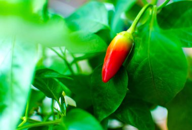 Yükselen küçük kırmızı biber