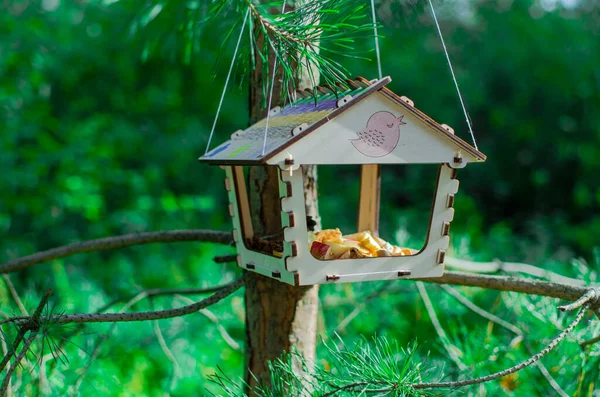 Birds House Summer Forest — Stock Photo, Image