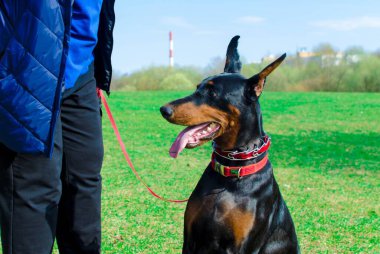 Doberman yürüme ve antrenman yapılan çayırda.