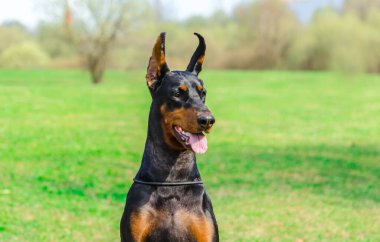 Doberman yürüme ve antrenman yapılan çayırda.