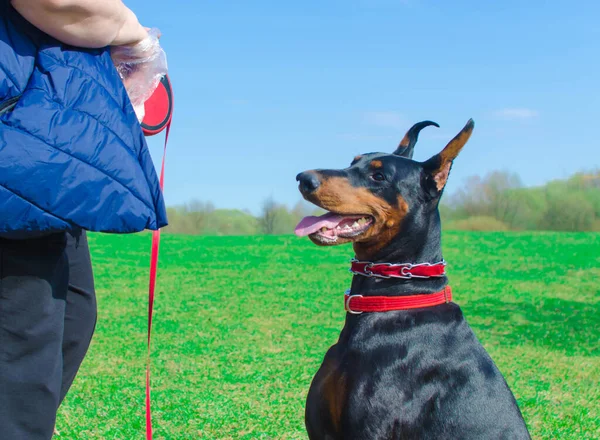 Doberman Στο Λιβάδι Όπου Περπάτημα Και Την Κατάρτιση — Φωτογραφία Αρχείου