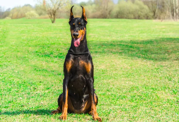 Doberman Yürüme Antrenman Yapılan Çayırda — Stok fotoğraf